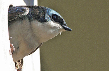 Tree swallow